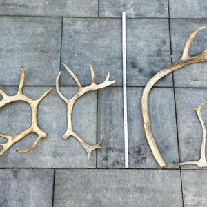 PRIS FÖR ALLA - set med renhorn i naturlig fin form, unik dekoration