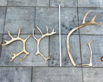 PRICE FOR ALL - set of reindeer antlers natural nice form unique decoration