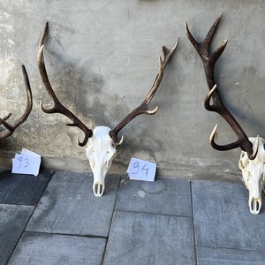 3 opzioni di trofeo di cervo rosso con corna e teschio naturali, decorazione murale unica