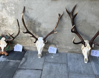 3 choix de trophée de cerf avec des cornes de bois de crâne naturel décoration murale art unique