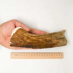 L-XXL Size / 12-21 cm / 70-280 g Natural dog chew elk moose antlers / 0,15-0,61lb - 4,7-8,26 in - Elements of art decoration uniqe