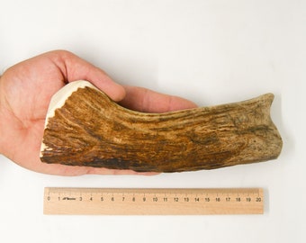 L-XXL Size / 12-21 cm / 70-280 g Natural dog chew elk moose antlers / 0,15-0,61lb - 4,7-8,26 in - Elements of art decoration uniqe