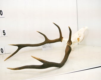 202  / Red deer trophy with natural skull antlers horns wall decoration art unique majestic