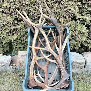 1 kg / Bois de cerf élaphe naturel super frais entiers / Éléments d&#39;art, décoration, uniques, à mâcher pour chien / 2 livres / 9,84-13,78 po