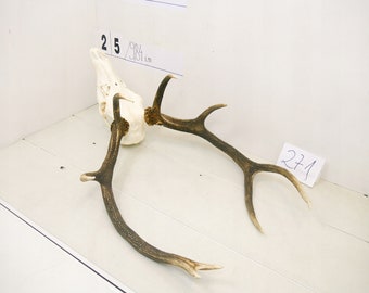 271/ Red deer trophy with natural skull antlers horns wall decoration art unique