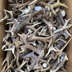 1 kg / 15-23 cm / 9-18 pieces / Natural roe deer antlers / Elements of art, decoration, uniqe, fresh, dog chew / 2 lb / 5,9-9,06 in