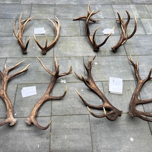 4 option Red deer Pair antlers set of red deer natural nice form unique decoration