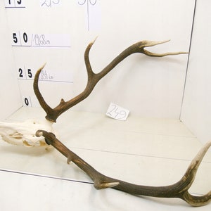249 Red deer trophy with natural skull antlers horns wall decoration art unique