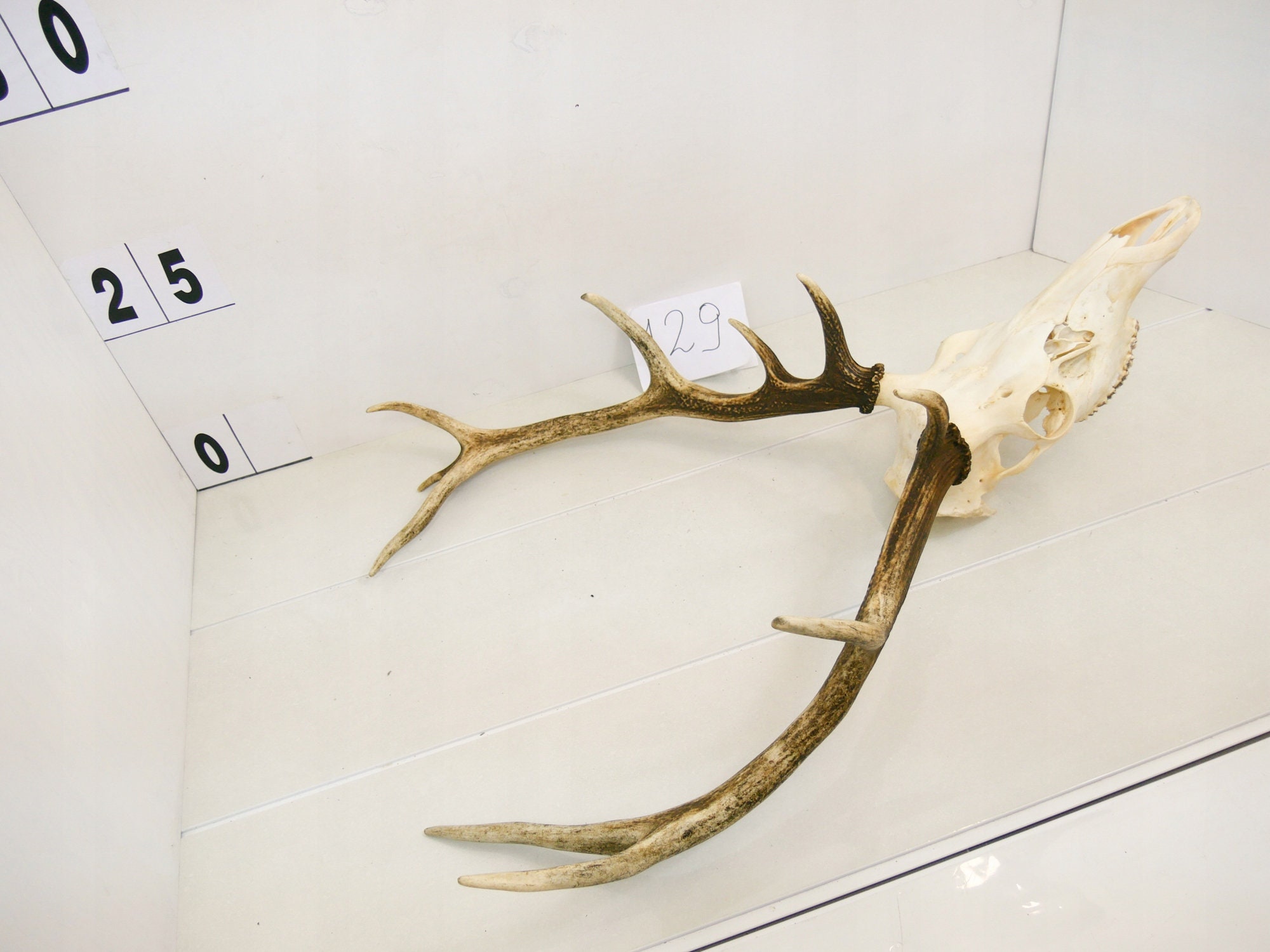 129/ Red deer trophy with natural skull antlers horns wall decoration art unique majestic