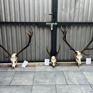 3 opzioni di trofeo di cervo rosso con corna e teschio naturali, decorazione murale unica