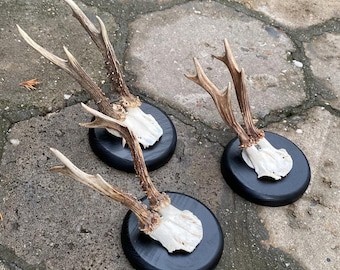 Roe deer with natural antlers horns skull with wooden board plank trophy art wall decoration unique home design