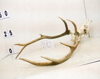 212/ Red deer trophy with natural skull antlers horns wall decoration art unique majestic