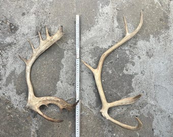 CENA ZA WSZYSTKO - komplet poroża renifera naturalne ładna forma wyjątkowa dekoracja