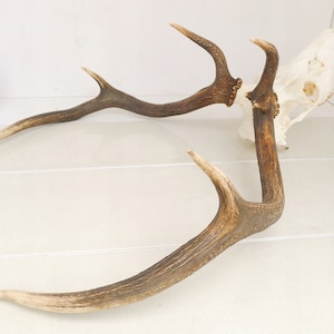 79 Red deer trophy with natural skull antlers horns wall decoration art unique
