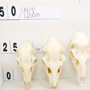 Red deer natural skull art wall decoration unique home design