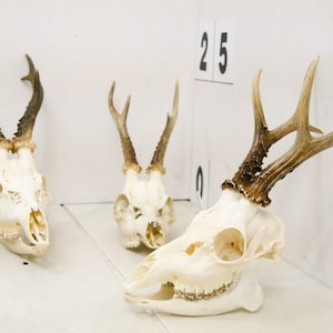 Roe deer with natural antlers horns skull trophy art wall decoration unique home design