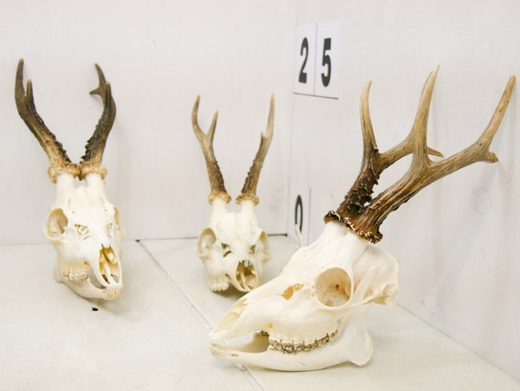 Roe deer with natural antlers horns skull trophy art wall decoration unique home design