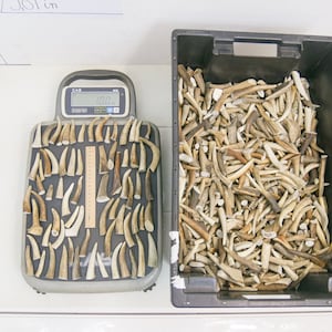 1 kg / 5-12 cm / 30-60 pieces / Natural red deer antlers endings / Elements of art, uniqe, fresh 2 lb / 1,96-4,72 in