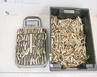 May include: A black plastic tote filled with a large quantity of light brown antler pieces. The antler pieces are on a digital scale that reads 0.00.
