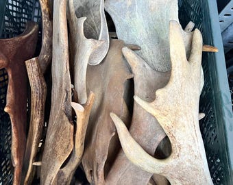 May include: A collection of various sizes and shapes of antlers in a green plastic crate. The antlers are a light brown color and have a rough texture.