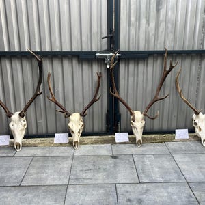 Peut inclure: Quatre crânes de cerf avec de grands bois ramifiés disposés en rangée. Chaque crâne est blanc cassé et présente des bois texturés brun foncé. De petites étiquettes en papier blanc marquées 20, 21, 22 et 23 sont placées sous chaque crâne.