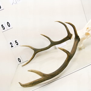 102 Red deer trophy with natural skull antlers horns wall decoration art unique