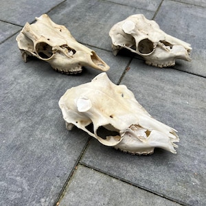 Op de afbeelding: Drie gebroken witte dierlijke schedels liggen op een grijze stenen ondergrond. De schedels hebben zichtbare oogkassen, neusholtes en tanden. De schedels zijn waarschijnlijk van een zoogdier, mogelijk een hert of een vergelijkbaar dier.