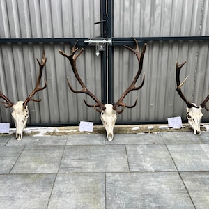 3 opções de troféu de veado vermelho com chifres de caveira natural, decoração de parede, arte única