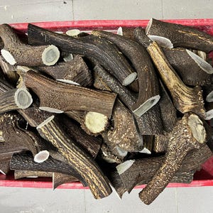 1 kg / Sizes from 10-50 cm / 2-20 pieces / Natural red deer antlers / Elements of art, decoration, uniqe, dog chew / 2 lb / 3,94-19,68 in