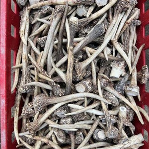 1 kg / 5-30 cm / 5-15 pieces / Natural fallow deer antlers / Elements of art, decoration, uniqe, fresh, dog chew / 2 lb / 1,96-12 in