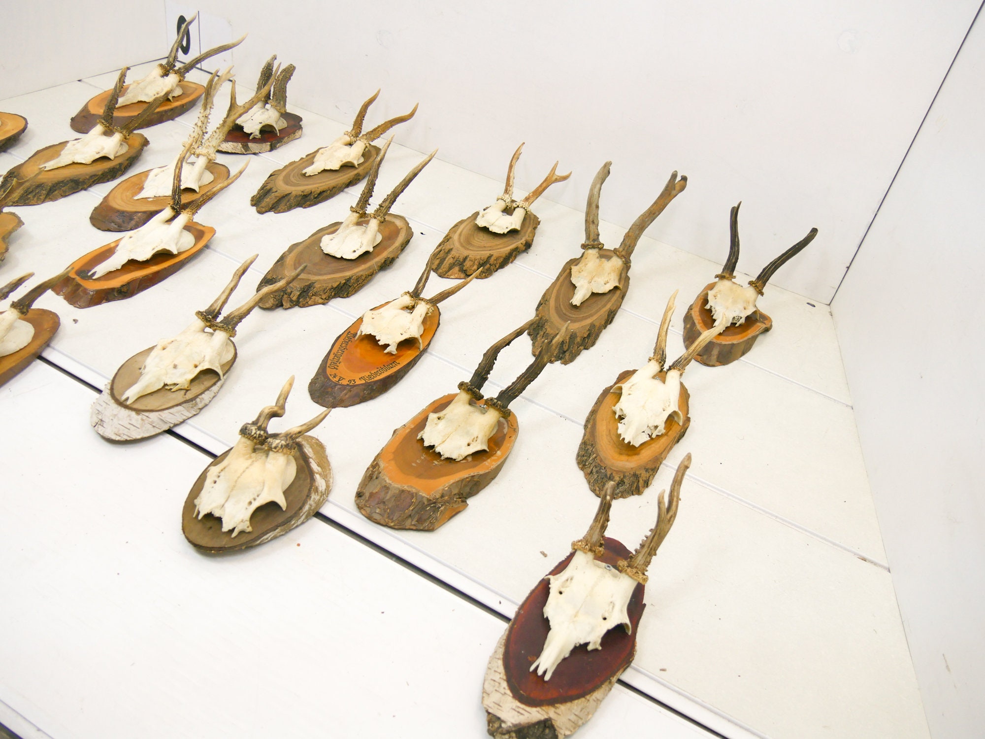 Roe deer with natural antlers skull trophy You receive what on photo art decoration unique home design