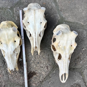 Red deer natural skull art wall decoration unique home design