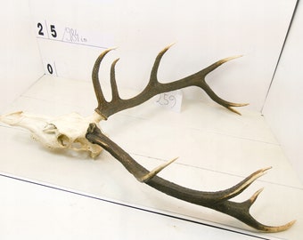 259/ Red deer trophy with natural skull antlers horns wall decoration art unique majestic