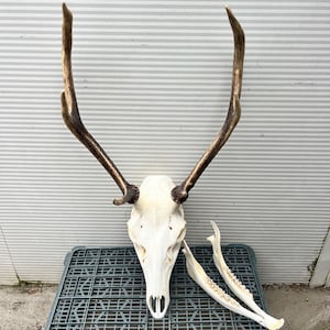 Red deer trophy with natural skull and jaw antlers horns wall decoration art unique