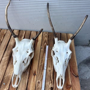 Red deer trophy with natural antlers skull unique