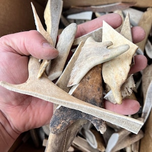 May include: A collection of tan and brown antler pieces in various shapes and sizes. Some pieces are smooth, while others have a rough, textured surface. The pieces are held in a person's hand, with a cardboard box in the background.