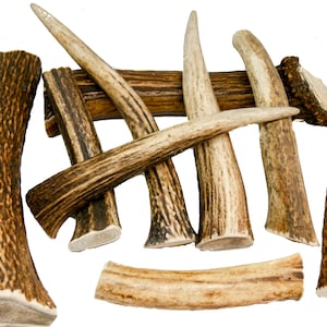XS - XXXL Size - 20-350 g / 6-28 cm Natural dog chew red deer antlers  -WHOLE one piece of antlers - Elements of art, decoration, uniqe