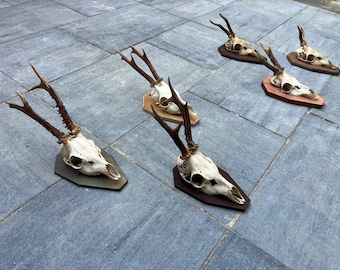 Trofeo de corzo con astas naturales, cráneo y tabla de madera, decoración de pared, diseño único para el hogar.