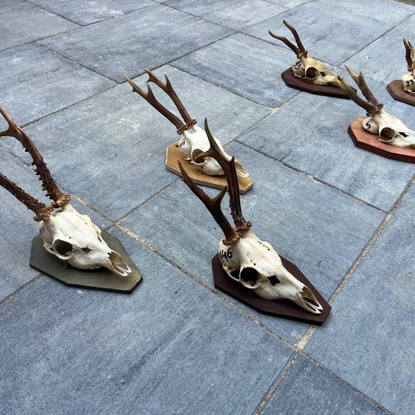 Roe deer with natural antlers horns skull with wooden board plank trophy art wall decoration unique home design