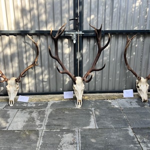 3 option of Red deer trophy with natural skull antlers horns wall decoration art unique