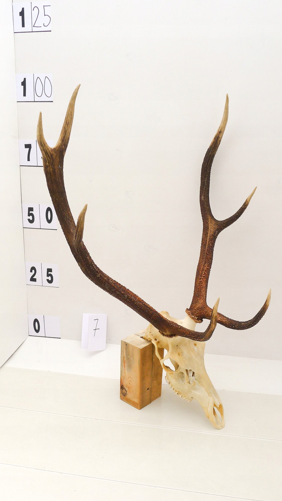 Trofeo Testa Di Toro Longhorn Teschio Decorativo 45 Cm Trofeo Da Parete - Foto 9