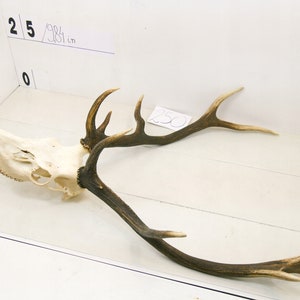 250/ Red deer trophy with natural skull antlers horns wall decoration art unique
