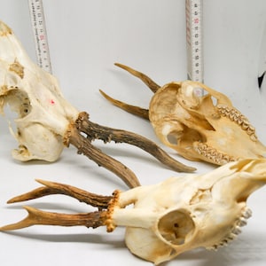 Roe deer with natural antlers horns skull trophy art wall decoration unique home design