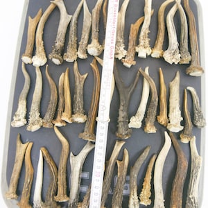 1 kg / 9-15 cm / 25-40 pieces / Natural roe deer antlers / Elements of art, decoration, uniqe, fresh, dog chew / 2 lb / 3,54-5,9 in image 8