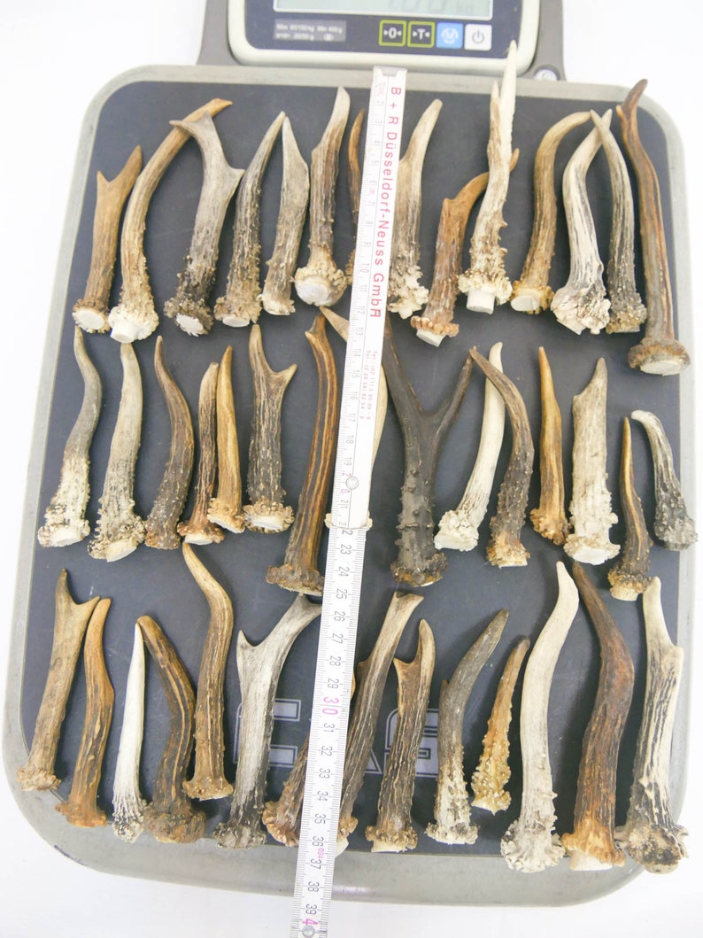 1 kg / 9-15 cm / 25-40 pieces / Natural roe deer antlers / Elements of art, decoration, uniqe, fresh, dog chew / 2 lb / 3,54-5,9 in image 8