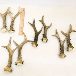 15-23 cm / Natural cut pairs roe deer antlers - long 15-23cm / 5,9-9,06 in -Elements of art, decoration, uniqe, fresh, , dog chew