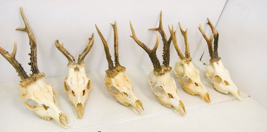 Roe deer with natural antlers skull trophy art decoration unique home design