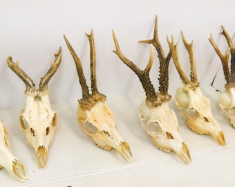 Roe deer with natural antlers skull trophy art decoration unique home design