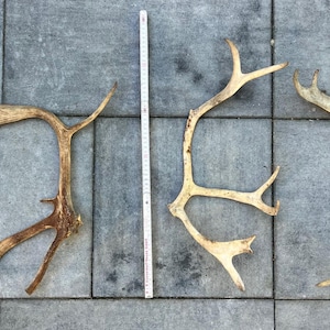 Può includere: Tre corna di cervo naturali, di varie dimensioni e forme, sono esposte su una superficie piastrellata grigia. Le corna sono marrone chiaro e beige, con molteplici punte e strutture ramificate. Un metro a nastro è posto tra due delle corna.