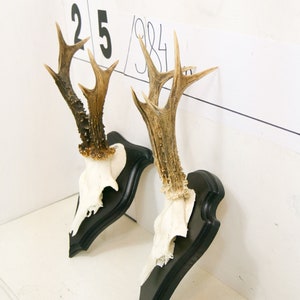 Roe deer with natural antlers horns skull with wooden board plank trophy art wall decoration unique home design